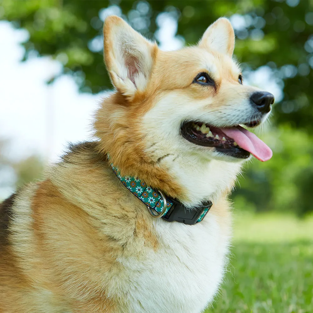 Acrely - Dog Collar